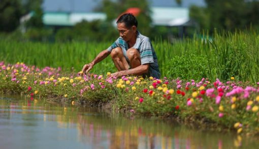 cach trong hoa muoi gio