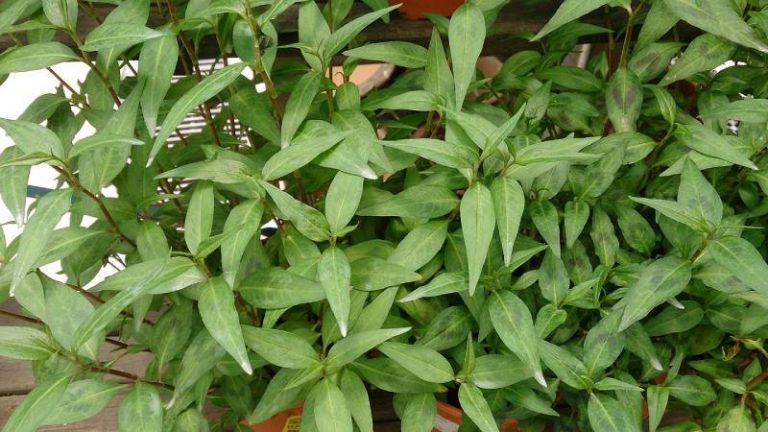 Cách trồng rau răm cực đơn giản, ăn quanh năm không hết