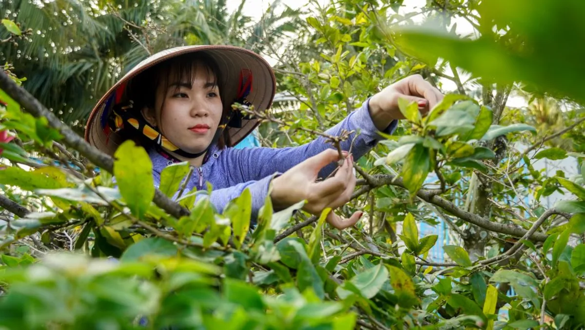 Cách lặt lá mai đúng chuẩn để hoa nở đẹp ngày Tết 4 lat la mai mien nam