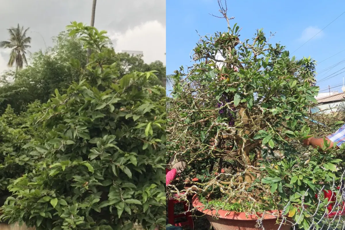 Cách lặt lá mai đúng chuẩn để hoa nở đẹp ngày Tết 1 y nghia cua viec lat la mai