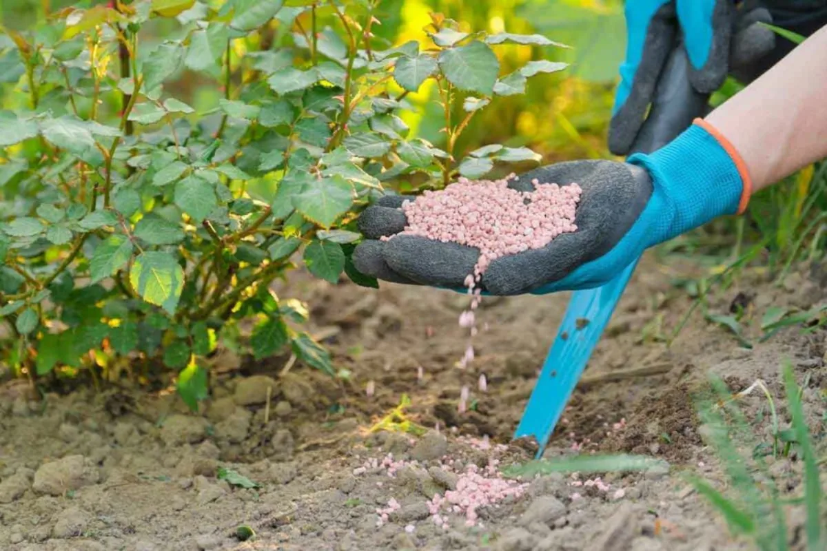 Cách chăm sóc hoa hồng để cây khỏe và ra hoa đẹp 3 bon phan cho hoa hong