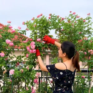 Cách chăm sóc hoa hồng để cây khỏe và ra hoa đẹp 1 cham soc hoa hong