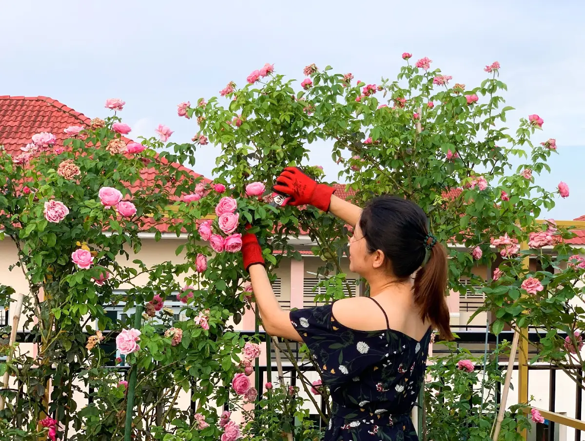 Cách chăm sóc hoa hồng để cây khỏe và ra hoa đẹp 1 cham soc hoa hong
