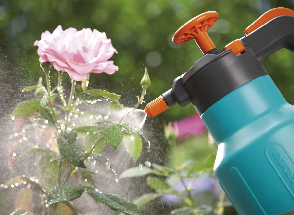 Cách chăm sóc hoa hồng để cây khỏe và ra hoa đẹp 2 tuoi nuoc cho goc hoa hong bang binh xit
